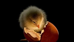 National Geographic y las mejores fotos del 2025