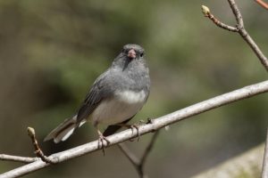 Modificaciones anatómicas post COVID: los juncos oscuros y su increíble caso