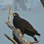 Descripción de la videoinstalación Mayenberg en el Museo Amparo